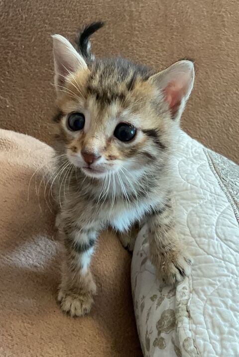 Donne chatons mâles et femelles  2 mois 0 69380 Dommartin