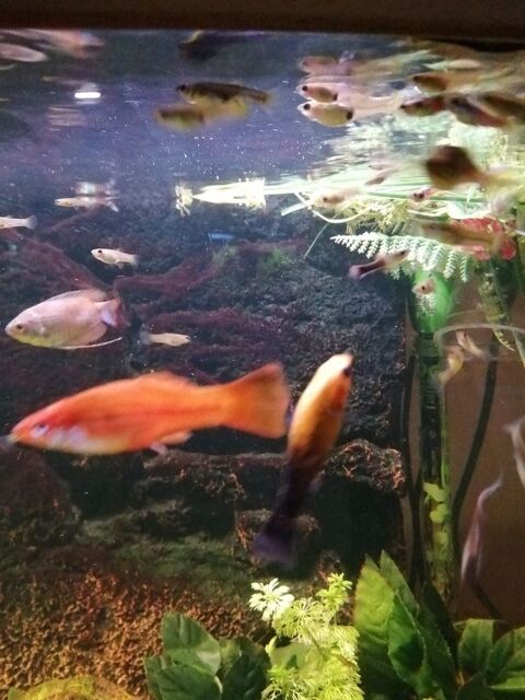 poion  aquarium 0 02100 Saint-quentin