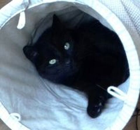   REPETO CHAT NOIR 8 ANS 