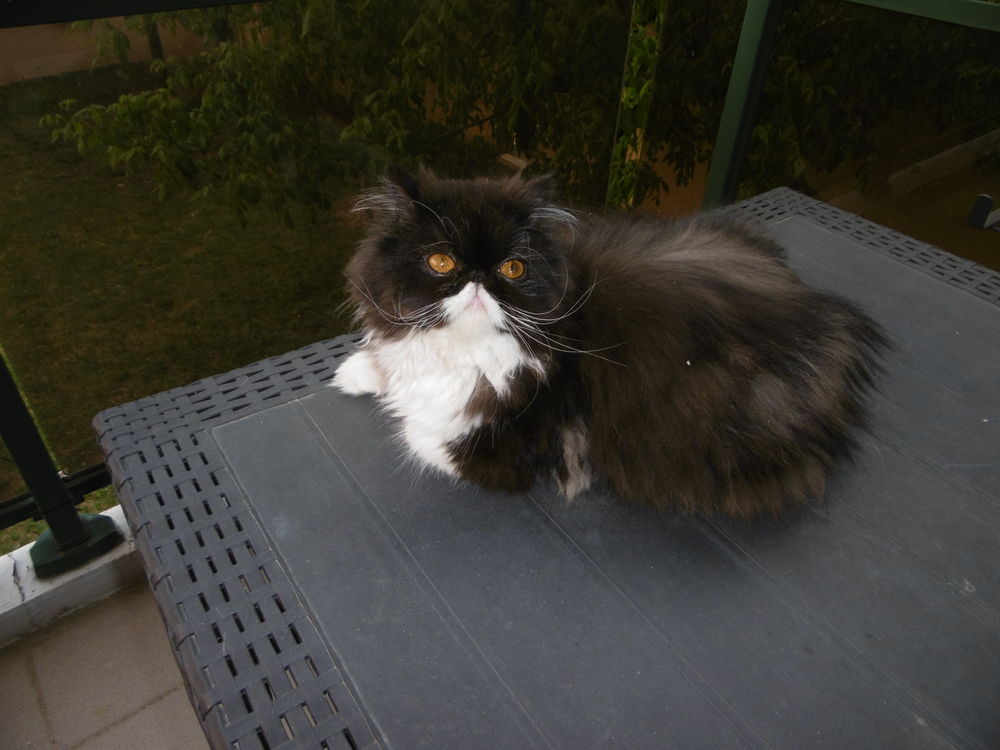 CAGE pour chats ou petit chien Bricolage