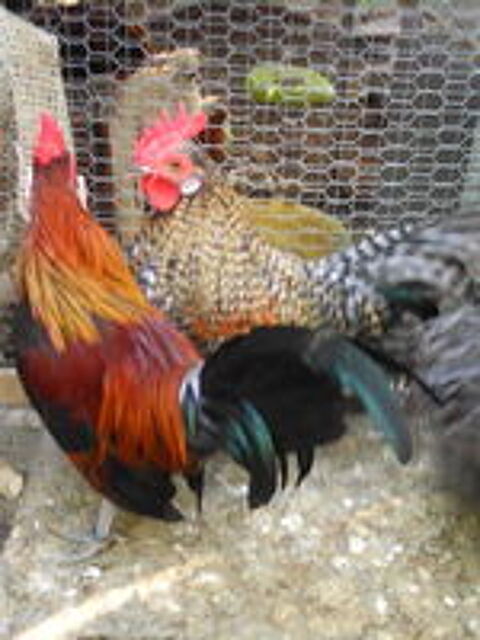   coqs nains 