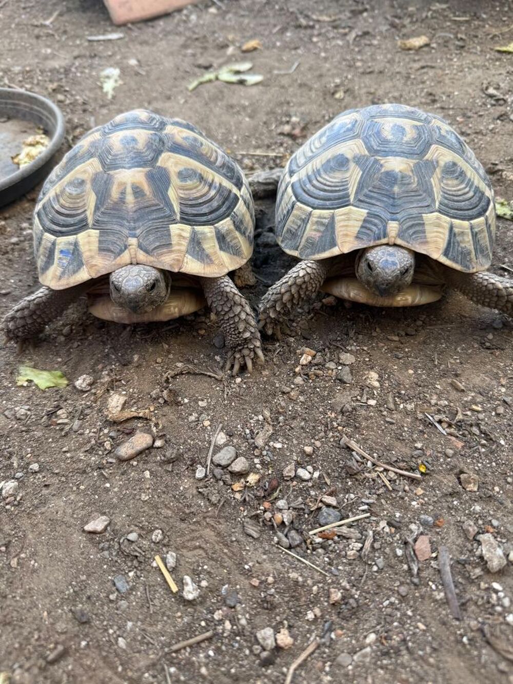   2 tortues femelles 