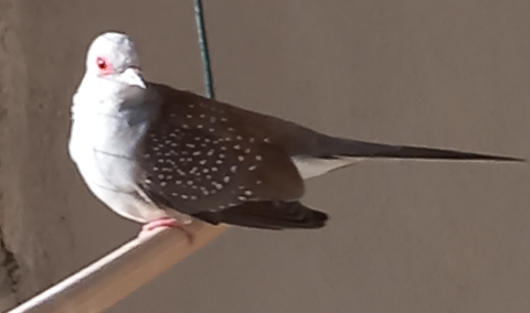 Colombes diamant 0 49410 Saint-florent-le-vieil