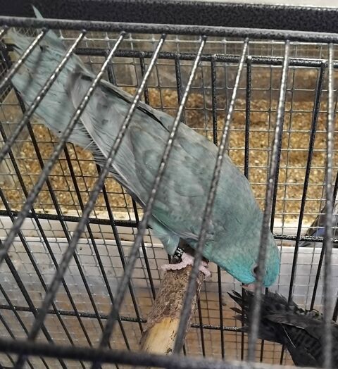 Perruches Catherine 2025 45 28100 Dreux