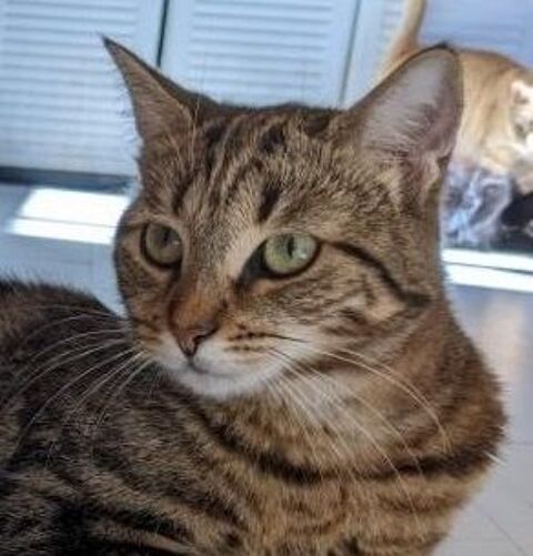TAGADAME FEMELLE TIGREE 3 ANS 1/2 195 92260 Fontenay-aux-roses