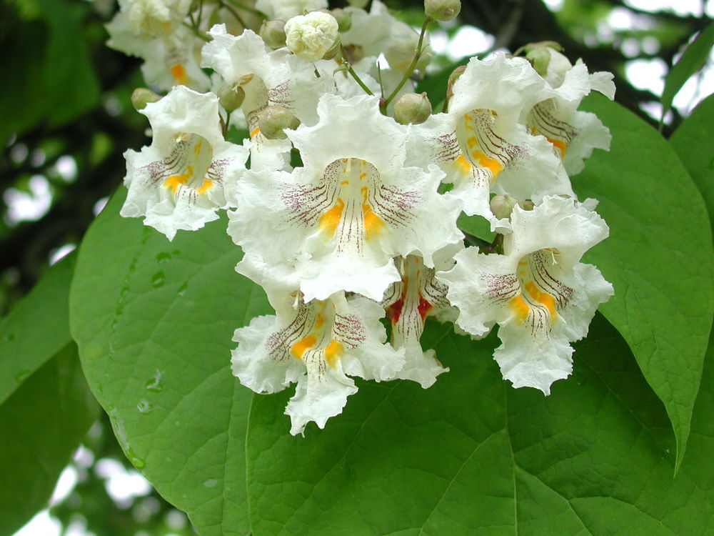 Arbre ornemental et d'ombrage &agrave; croissance rapide 'Catalpa' Jardin