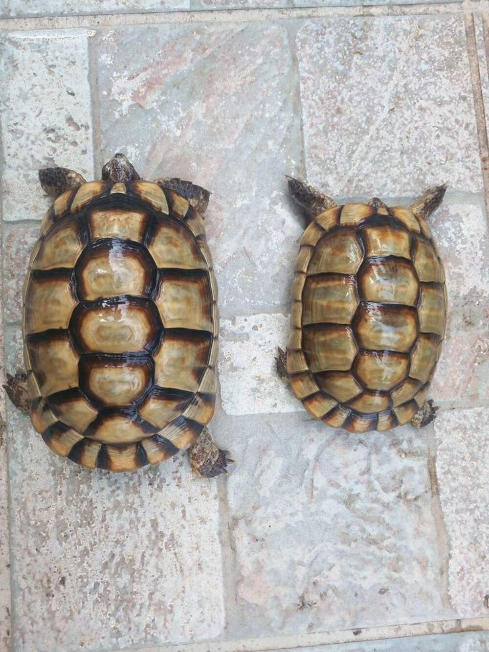 couple marginata15 ans Jardin