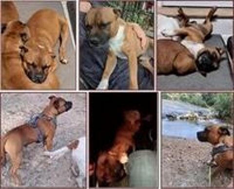   Chien MAO  l adoption 