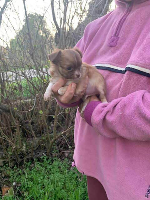  Chiots Chihuahua 650 84200 Carpentras