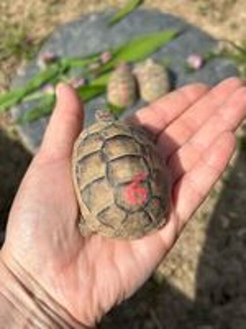  Tortue de Terre - Testudo Marginata 