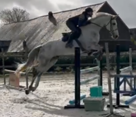   HONGRE ZANGERSHEIDE CSO ou DRESSAGE 
