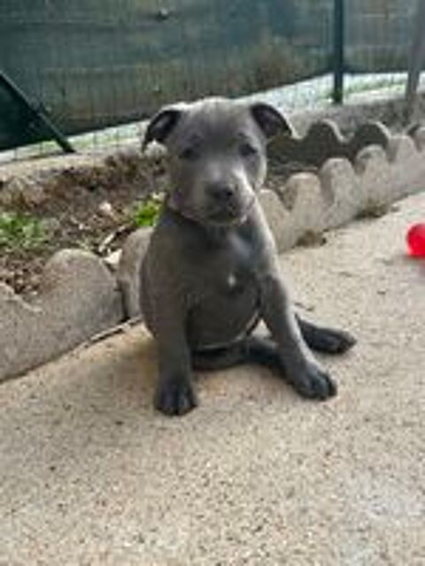   Staffie 