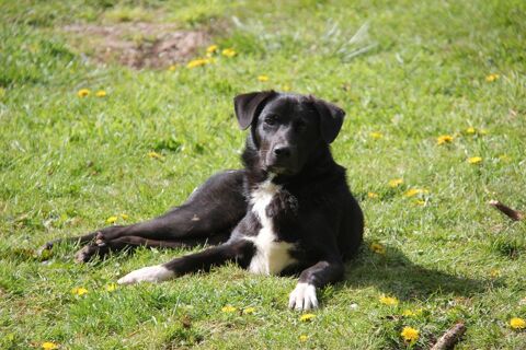 BONZO crois&eacute; border collie n&eacute; le 09/07/2025 250 29530 Collorec