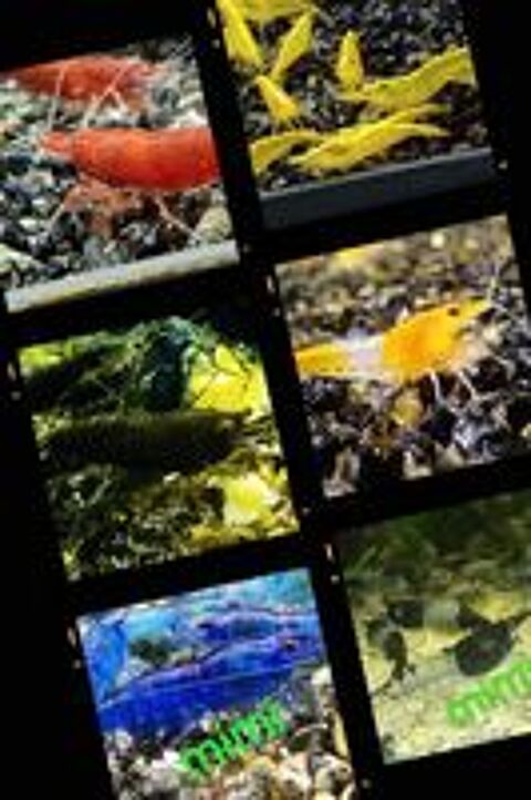   Crevette d eau douce 