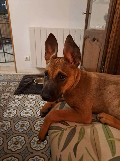 TANINA la malicieuse 300 51000 Ch�lons-en-champagne