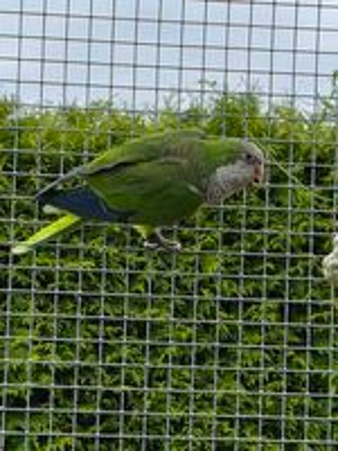  mâle conure souris epp 