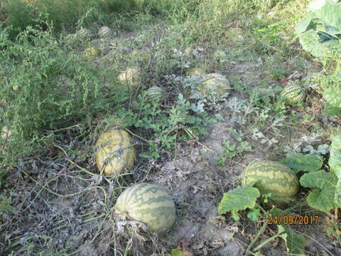 melons d,espagne pour confiture, pour les dernier 1 Cissac-M�doc (33)