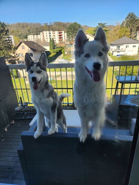 Chiot husky 700 01150 Lagnieu