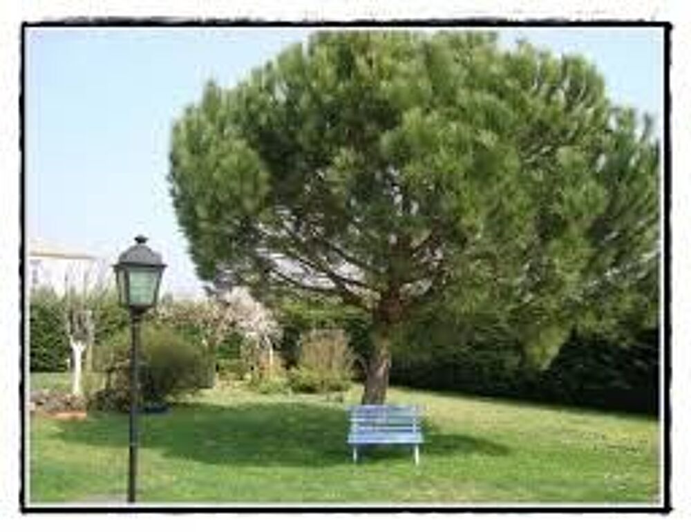1 plant de pin d'alep Jardin