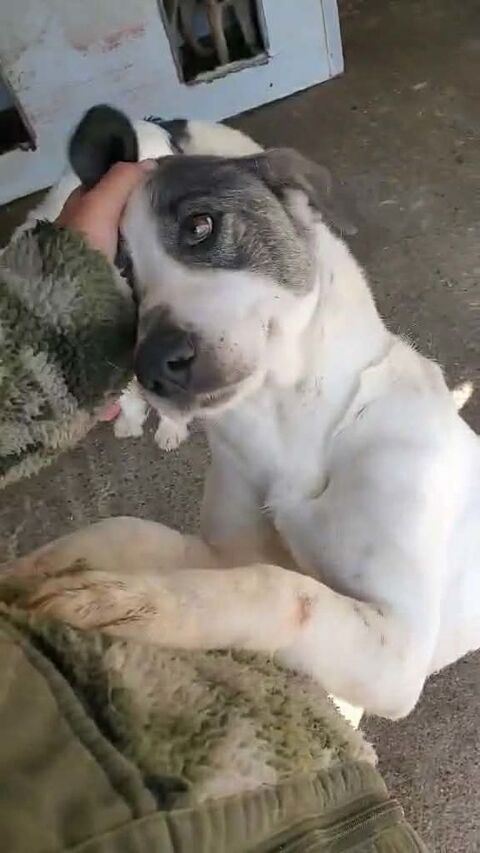 Samoa &agrave; l'adoption 300 35000 Rennes