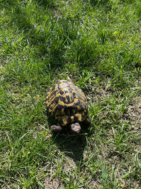 tortue terrestre mâle 110 84000 Avignon