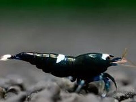   crevettes d'eau douce 