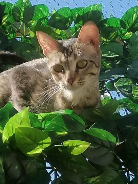 Mira chatte tigrée 1 an yeux verts caline a adopter 120 11000 Carcassonne
