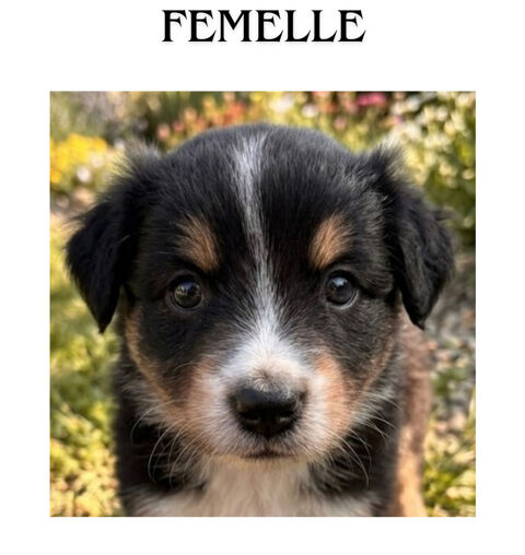 Chiot Berger Australien LOF 790 63970 Aydat