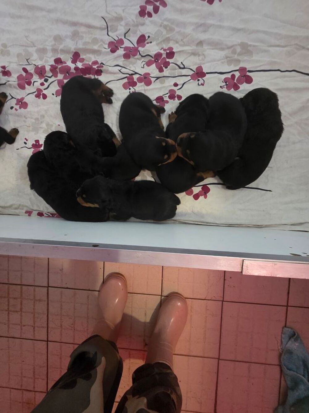   Rottweiler  