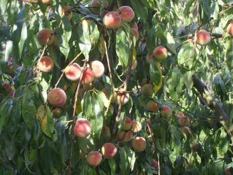 peches de mon jardin 1 La Boissire-des-Landes (85)