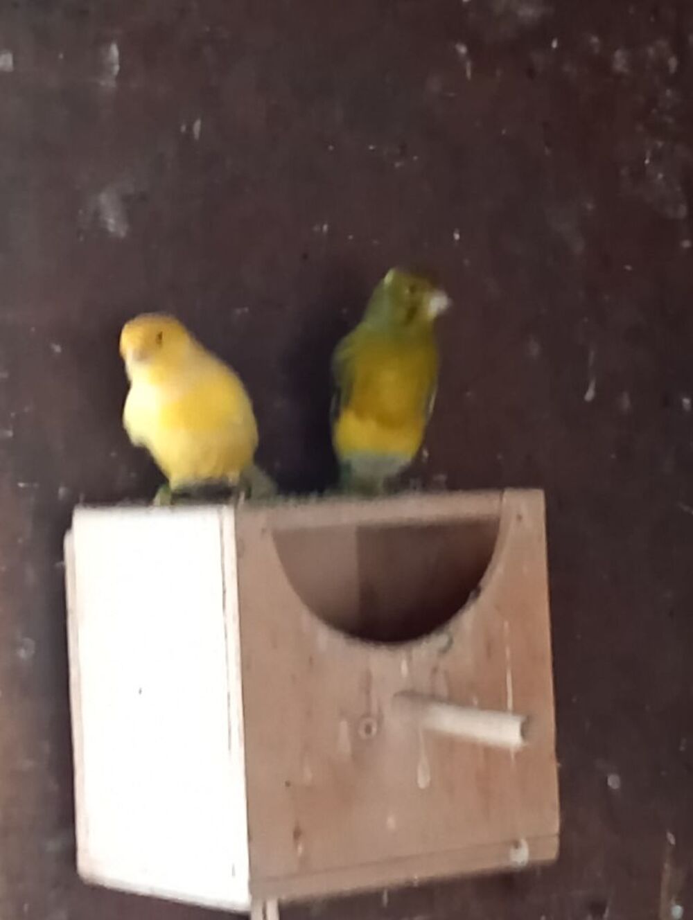  Canari  