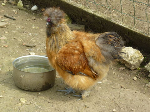 Jeune coq Soie (3) 36370 Prissac