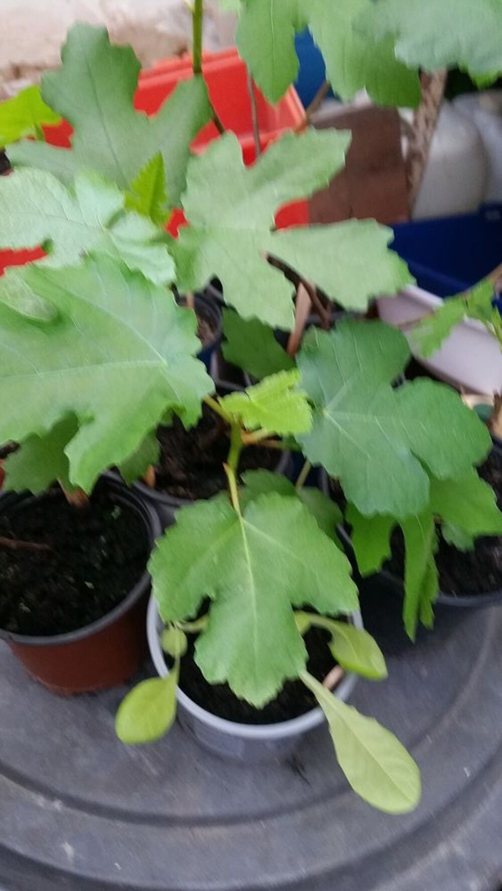 Figuiers Jardin