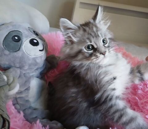 Femelle maine coon 999 24410 Festalemps