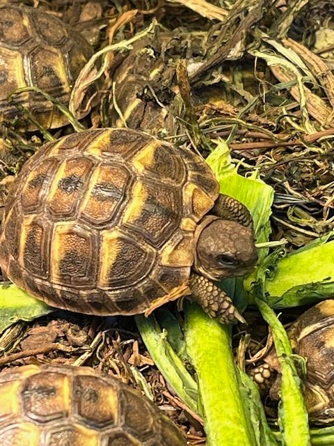 b&eacute;b&eacute; tortue 30 13630 Eyragues