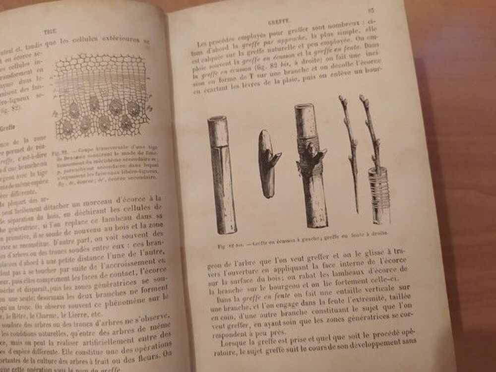 Anatomie et Physiologie V&eacute;g&eacute;tales Louis Mangin Livres et BD