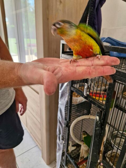Conure de molinae apprivoisé 150 40800 Aire-sur-l'adour