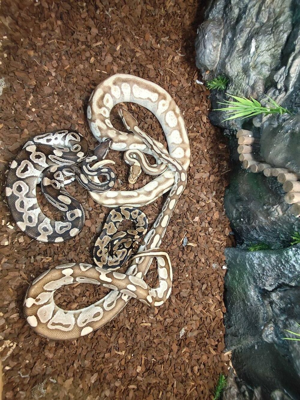 divers+python+suite+arr&ecirc;t+terrario Jardin