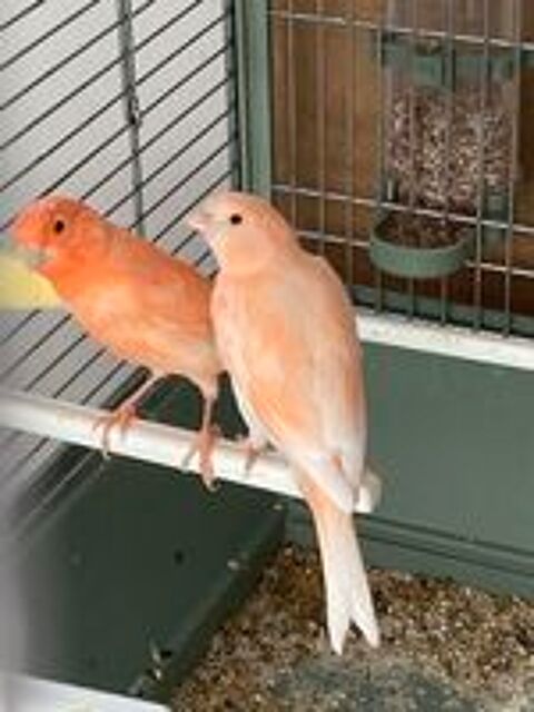   Canaris  