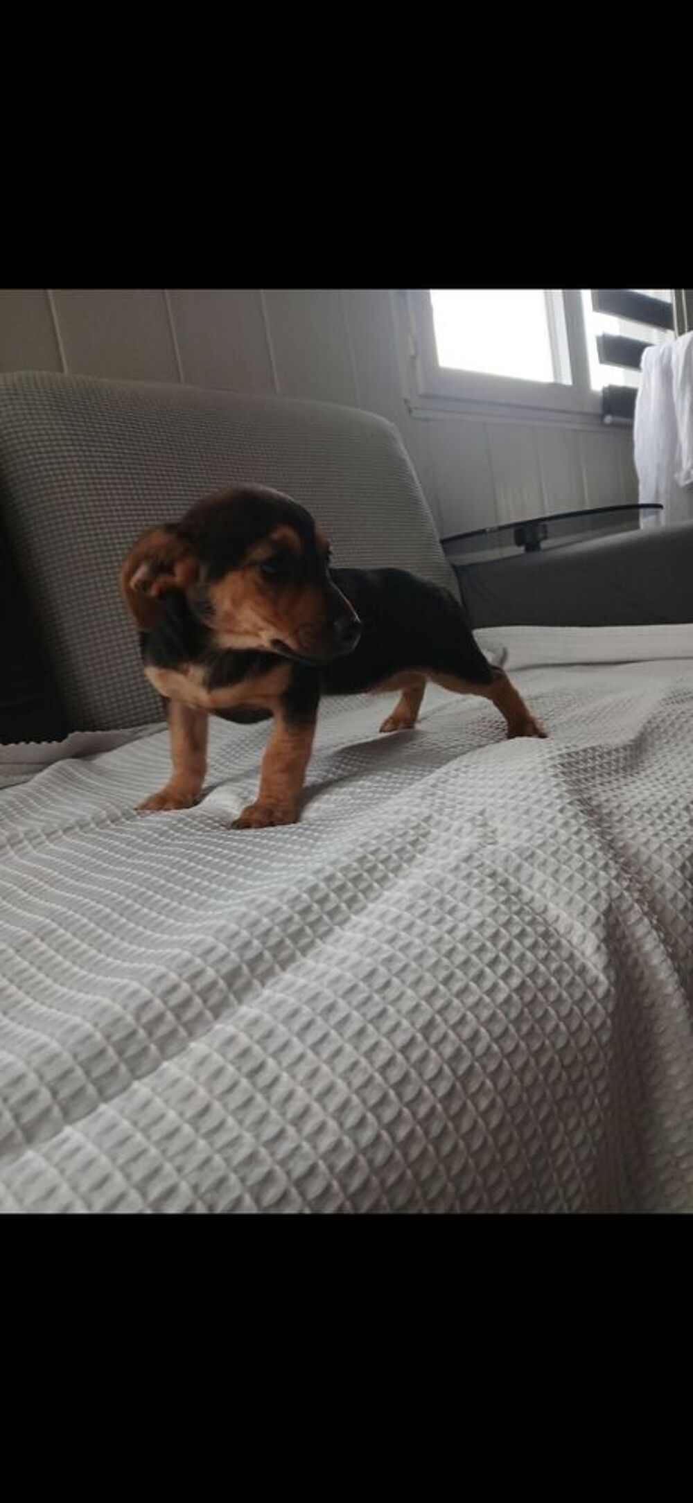   chiot 