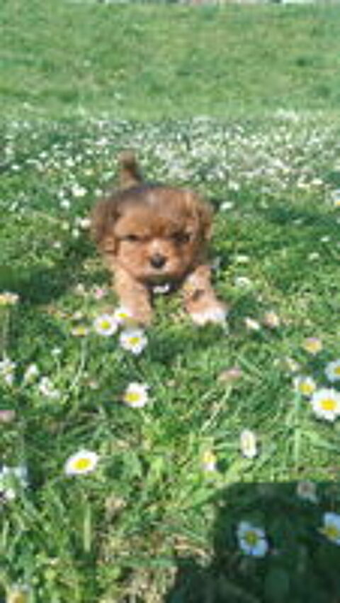   CHIOT CAVALIER KING CHARLES LOF 