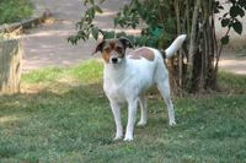   MAYA, tout juste 5 ans estimé, 10 kg, à l'adoption 