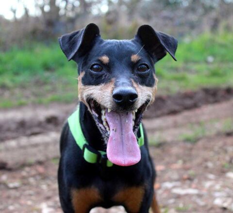 FURIOUS, beau pinscher nain à adopter via l'association UMA 200 18210 Bessais-le-fromental