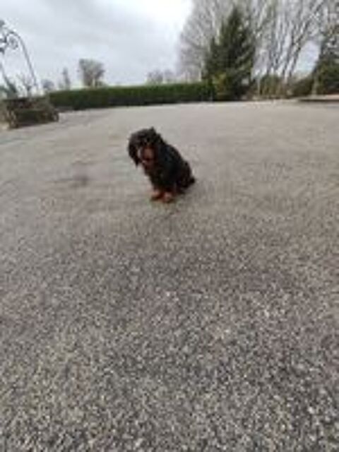   Femelles Cavalier King Charles . 