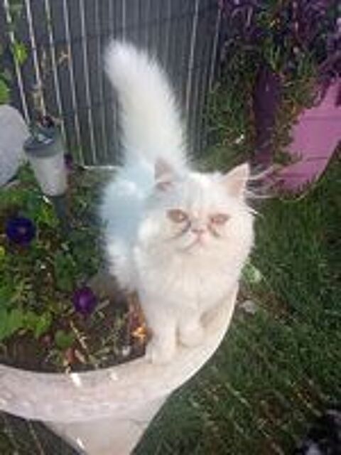   Chaton persan  