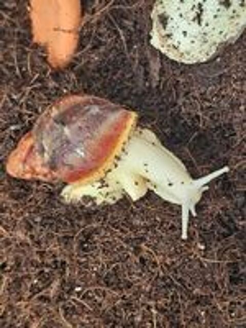   Escargots géant d'Afrique, Archachatina rhodostoma  