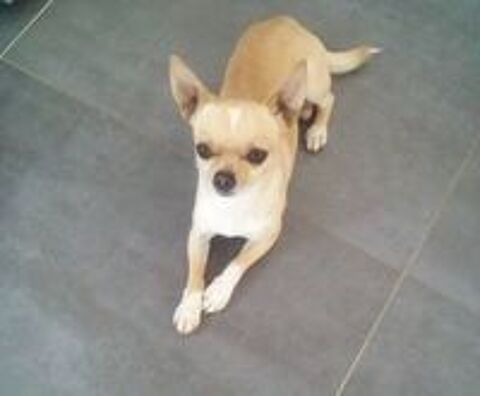   Saillie chihuahua  