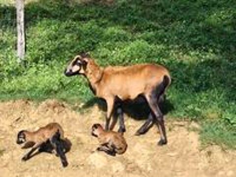   Mouton du Cameroun  