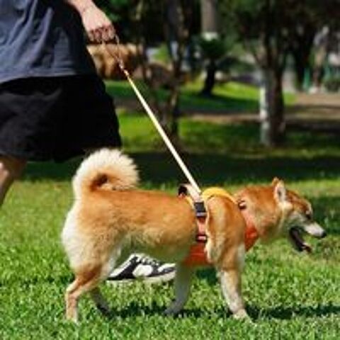   Harnais Anti-Traction vert pour Chiens  