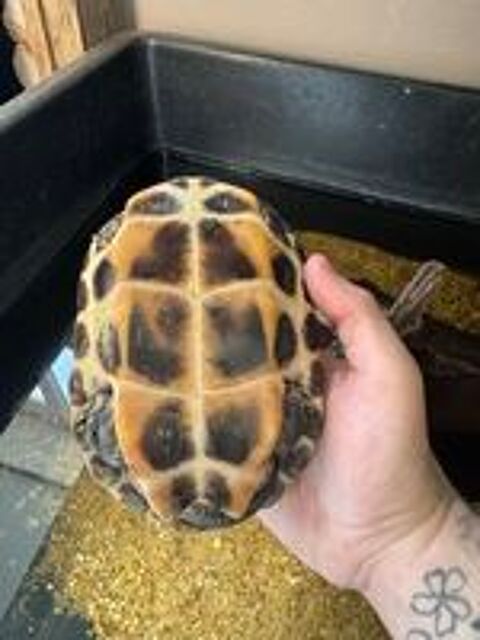   2 tortues Mauremys Sinensis adulte 